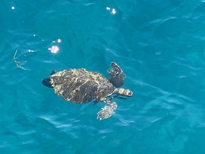 small loggerhead turtle chasing down vegetation in the clear blue Mediterranean