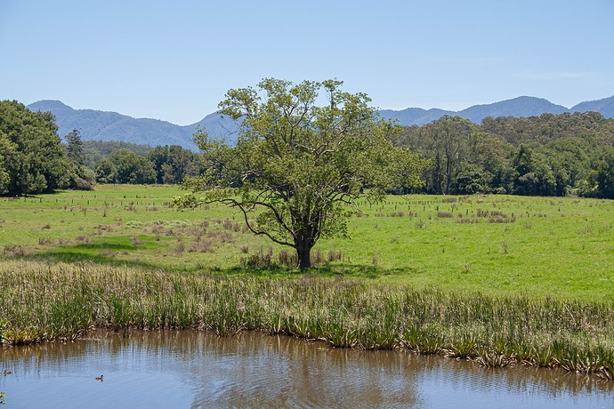 Bell Tree